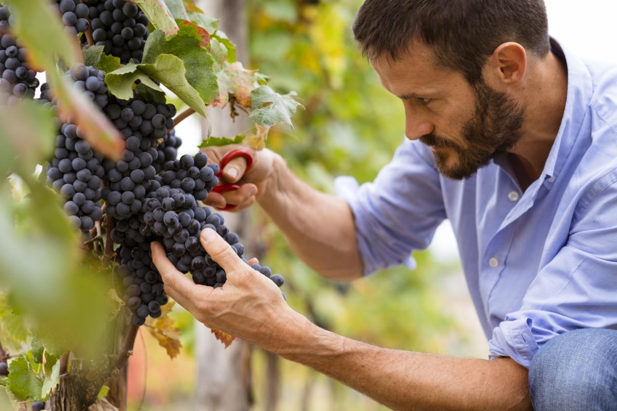 Cách sản xuất rượu vang: Từ vườn nho đến ly rượu vang nho trong 6 bước