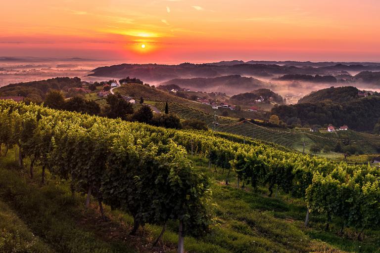 10 Wilayah Wine Terbaik di Seluruh Dunia