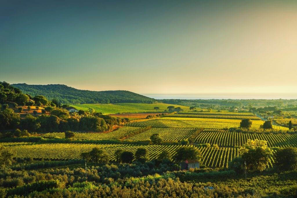Apa itu Wine Super Tuscan? Asal-Usul dan Super Tuscan Terpopuler
