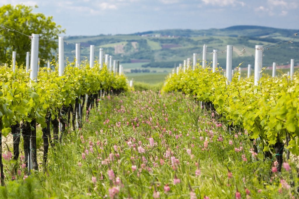 Wine Organik, Vegan, dan Biodinamik: Apa Perbedaannya?