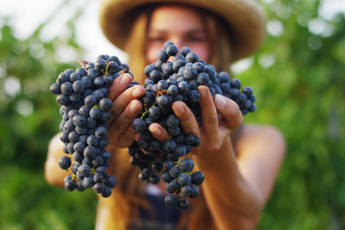 一番よく使われるワイン用ブドウ品種