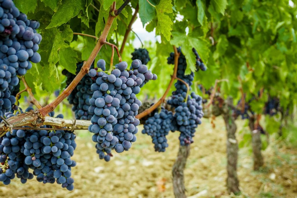 슈퍼 투스칸 와인은 무엇인가요? 슈퍼 투스칸의 기원과 가장 인기 있는 종류