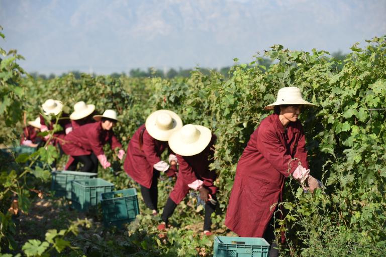 แนะนำโรงกลั่นไวน์ 10 อันดับแรกของประเทศจีน