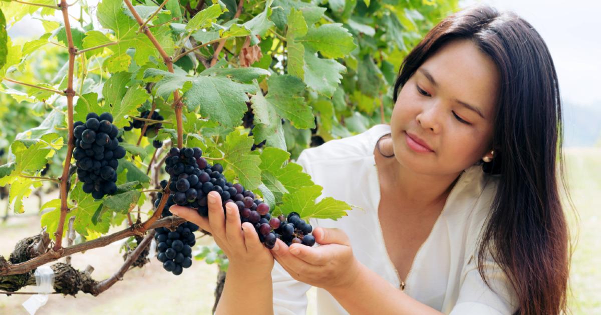 What Are New Latitude Wines, Asian Wines New Latitude Wine Map