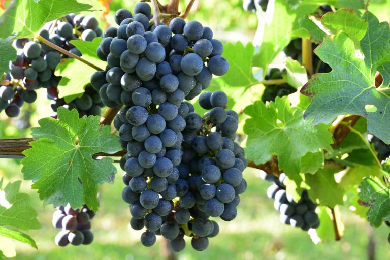 The Most Popular Types of Wine Grapes - Cabernet Sauvignon
