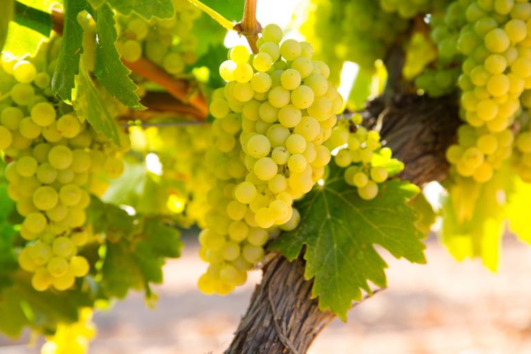 The Most Popular Types of Wine Grapes - Chardonnay