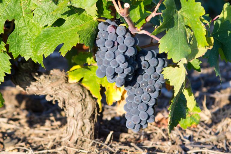 The Most Popular Types of Wine Grapes - Garnacha