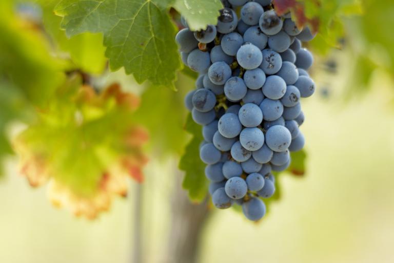The Most Popular Types of Wine Grapes - Merlot