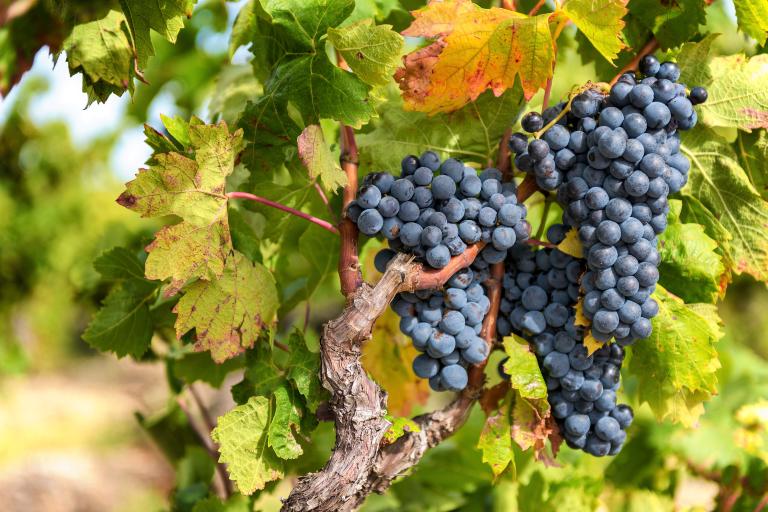 The Most Popular Types of Wine Grapes - Pinot Noir
