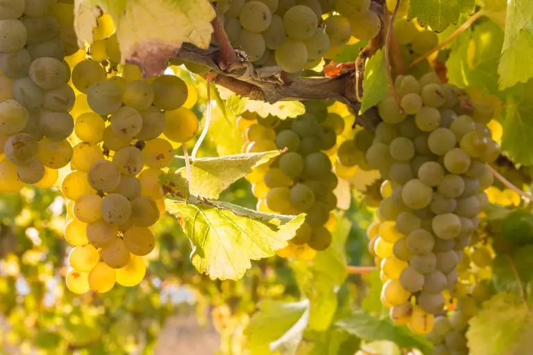 The Most Popular Types of Wine Grapes - Sauvignon Blanc