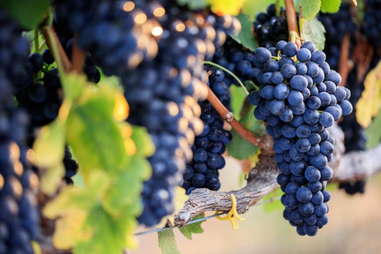 The Most Popular Types of Wine Grapes - Syrah