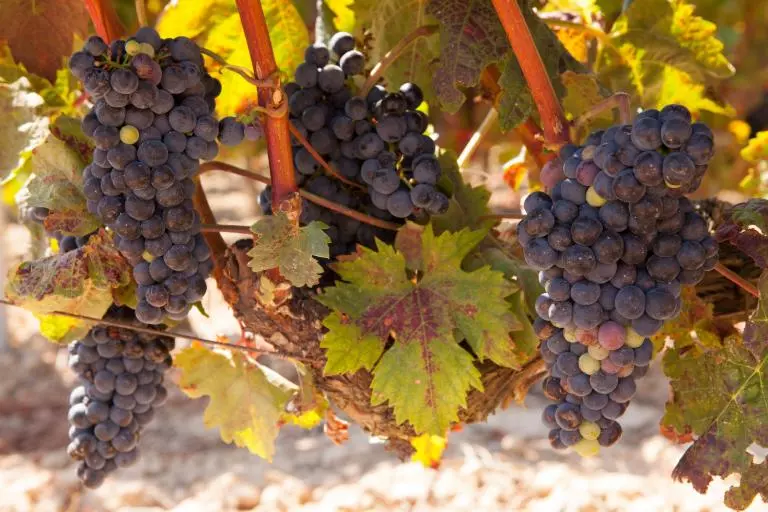 The Most Popular Types of Wine Grapes - Tempranillo