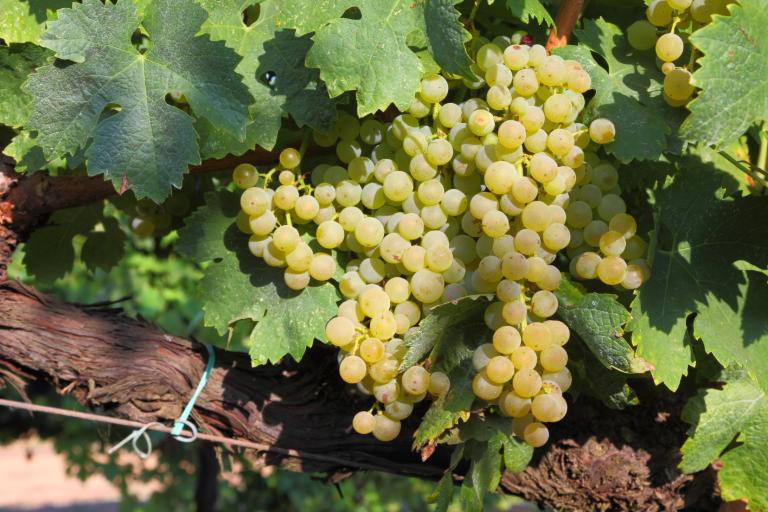 The Most Popular Types of Wine Grapes - Trebbiano