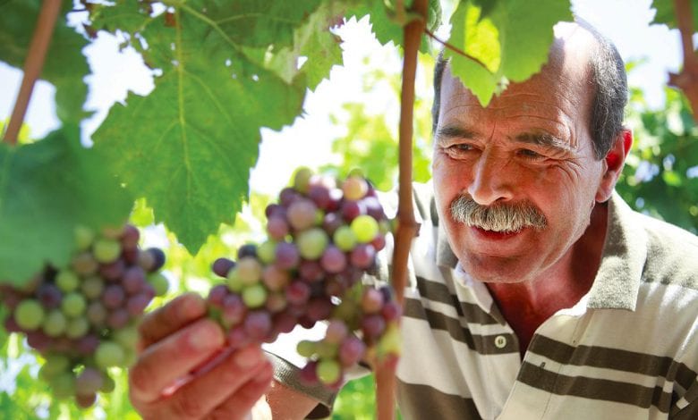 Grapes Harvested on the Volcanic Soils of Sicily