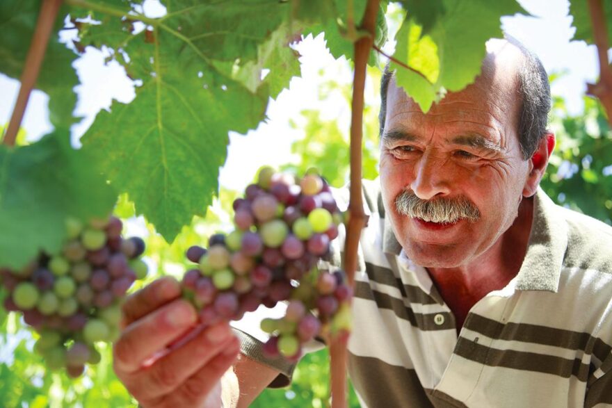 Grapes Harvested on the Volcanic Soils of Sicily