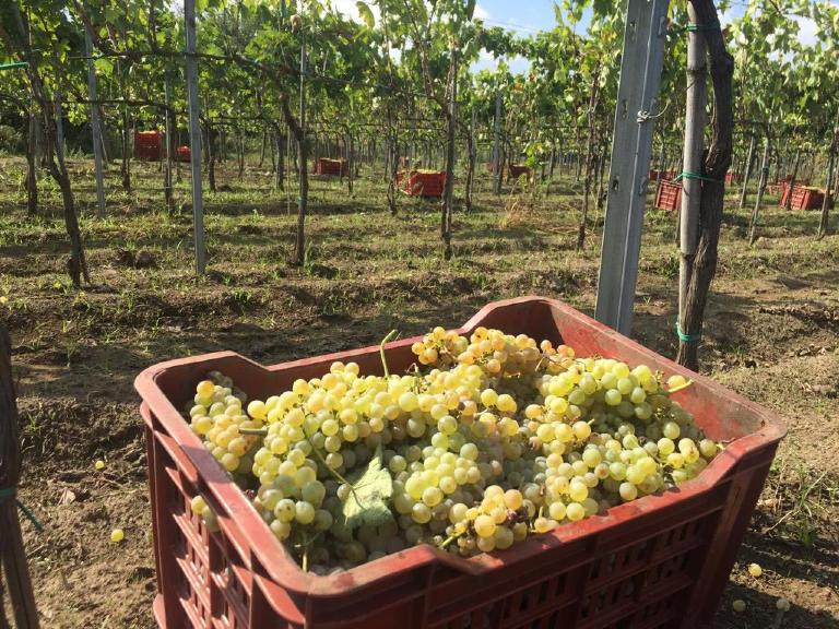 Grapes Harvested on the Volcanic Soils of Sicily