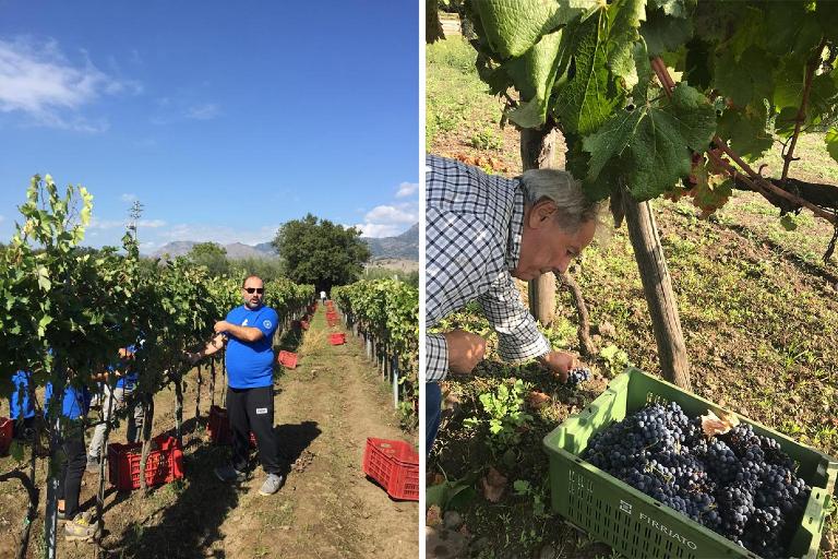 Grapes Harvested on the Volcanic Soils of Sicily