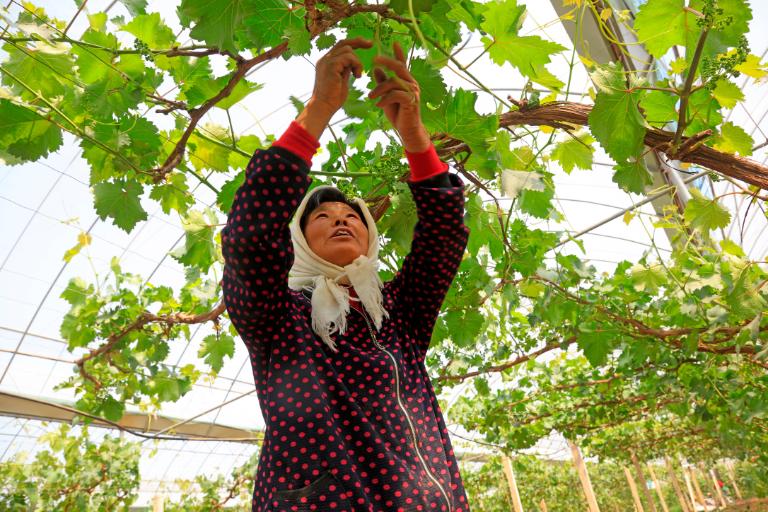 Wine Producing Regions of China, A Group of Rising Stars