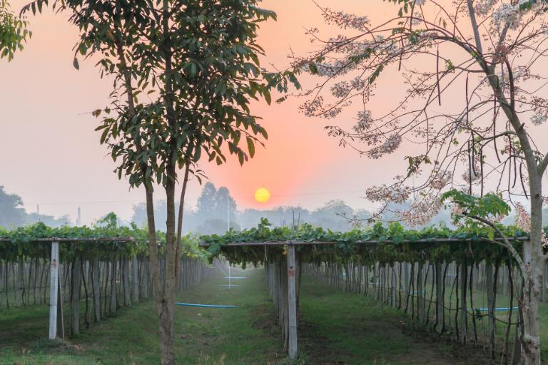 Thailand Wine Regions & Wine Map