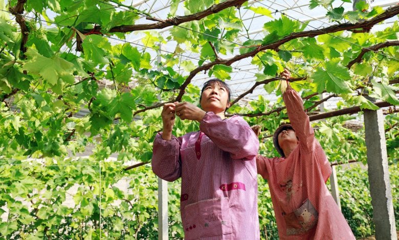 China’s Most Common Wine Grape Varieties