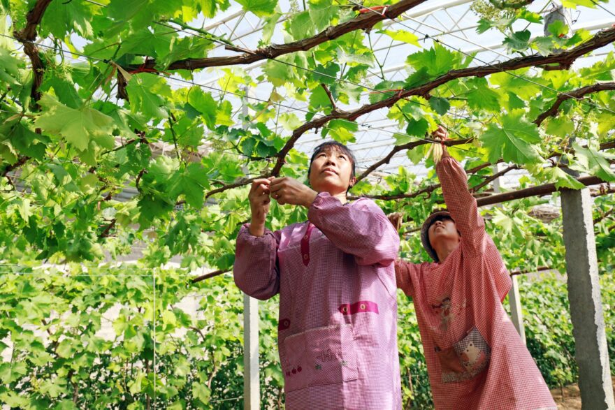 China’s Most Common Wine Grape Varieties