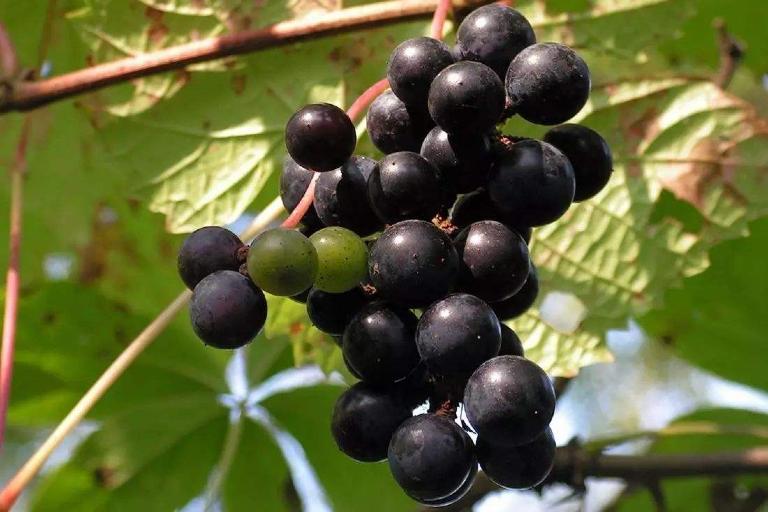 Vitis Amurensis Rupr