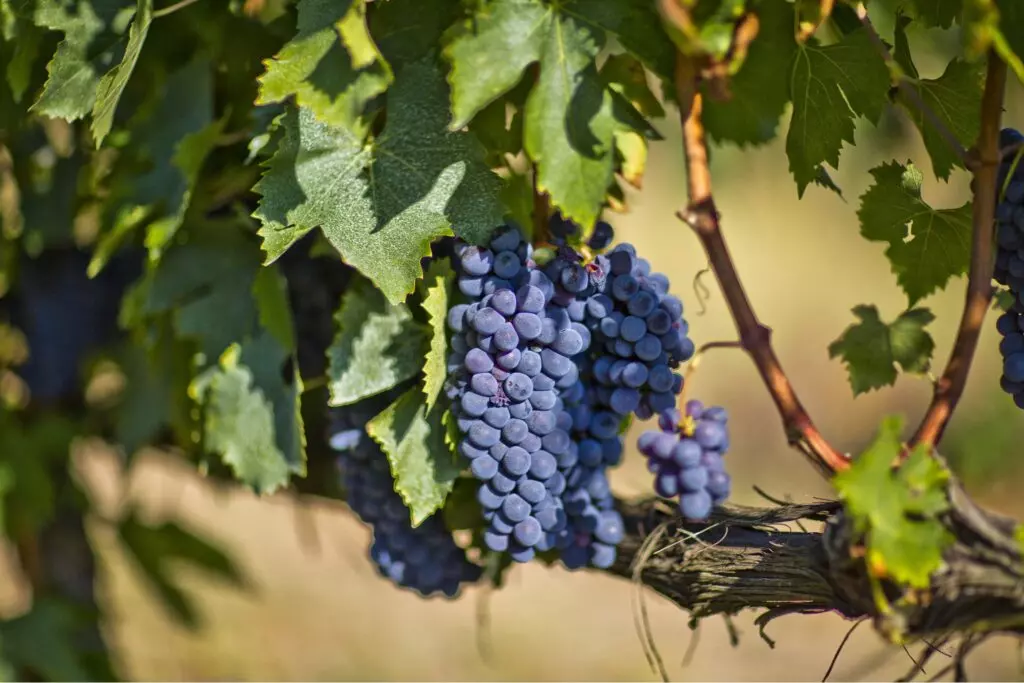 Brunello grapes, Montalcino, Tuscany