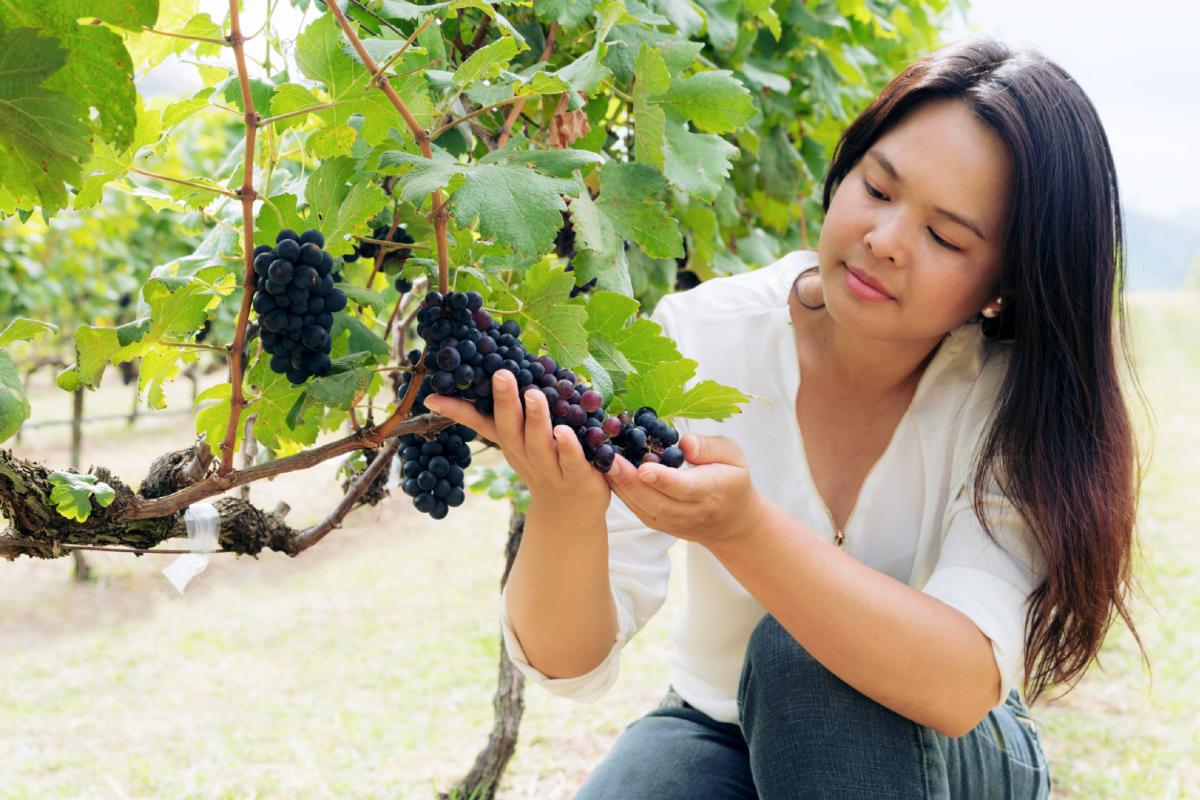 Rượu vang vĩ tuyến mới, rượu vang vĩ tuyến thấp, rượu vang vĩ tuyến cao