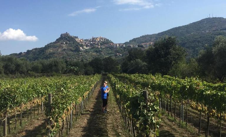 西西里火山土上的葡萄丰收日