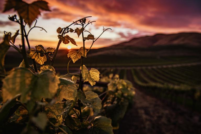 新冠病毒如何影响2020年份的葡萄酒——国家概况